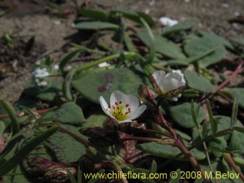 Image of Cistanthe arenaria (). Click to enlarge parts of image.