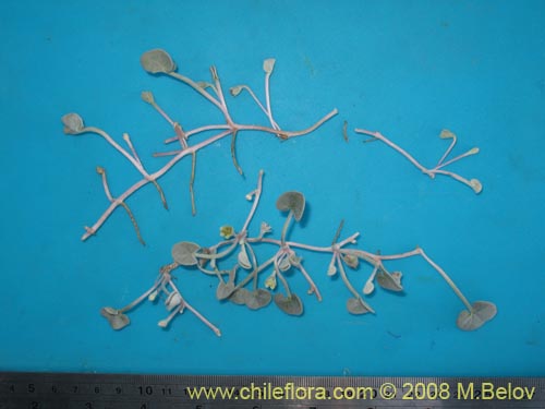 Image of Dichondra sp. #1163 (). Click to enlarge parts of image.