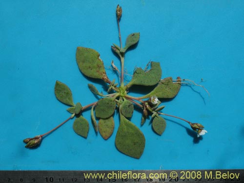 Image of Cistanthe arenaria (). Click to enlarge parts of image.