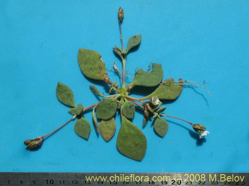 Image of Cistanthe arenaria (). Click to enlarge parts of image.