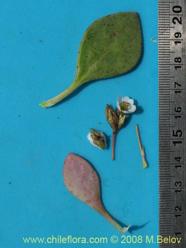 Image of Cistanthe arenaria (). Click to enlarge parts of image.