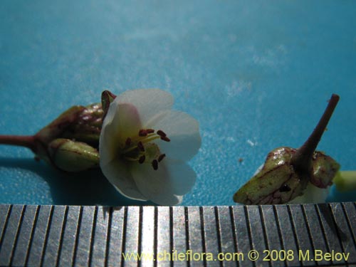 Image of Cistanthe arenaria (). Click to enlarge parts of image.