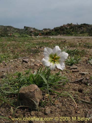 Image of Leucocoryne purpurea (). Click to enlarge parts of image.