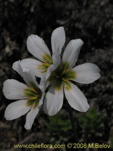 Image of Leucocoryne purpurea (). Click to enlarge parts of image.