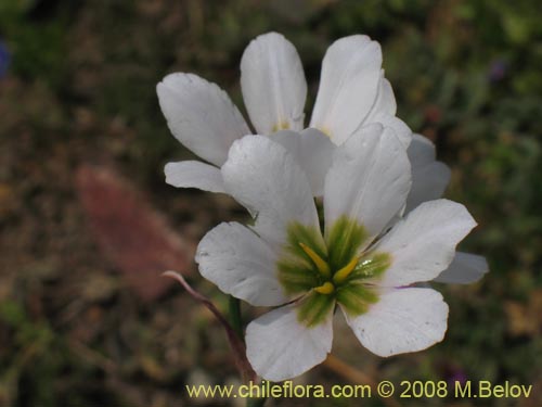 Image of Leucocoryne purpurea (). Click to enlarge parts of image.