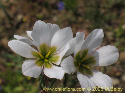 Image of Leucocoryne purpurea (). Click to enlarge parts of image.