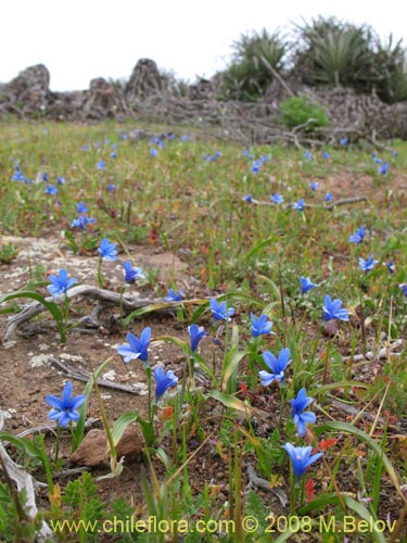 Imágen de Tecophilaea violiflora (). Haga un clic para aumentar parte de imágen.