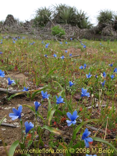 Imágen de Tecophilaea violiflora (). Haga un clic para aumentar parte de imágen.