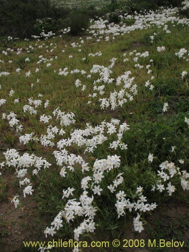 Image of Leucocoryne coquimbensis var. alba (). Click to enlarge parts of image.