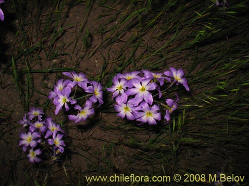 Image of Leucocoryne coquimbensis var. coquimbensis (). Click to enlarge parts of image.