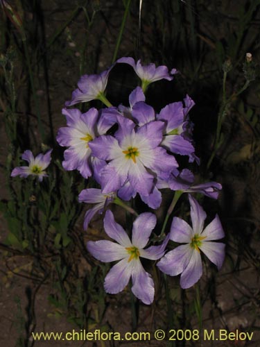 Image of Leucocoryne coquimbensis var. coquimbensis (). Click to enlarge parts of image.