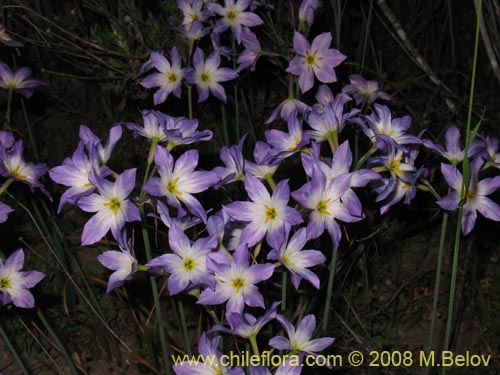 Image of Leucocoryne coquimbensis var. coquimbensis (). Click to enlarge parts of image.