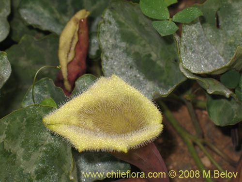 Image of Aristolochia chilensis (). Click to enlarge parts of image.