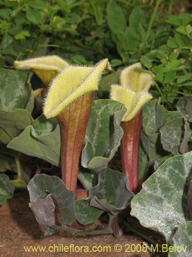 Image of Aristolochia chilensis (). Click to enlarge parts of image.