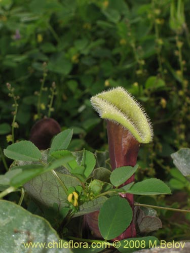 Image of Aristolochia chilensis (). Click to enlarge parts of image.
