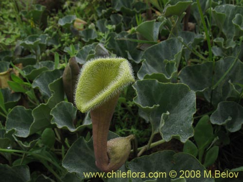 Aristolochia chilensis的照片
