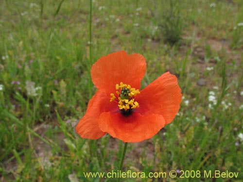 Image of Papaver sp. #1121 (). Click to enlarge parts of image.