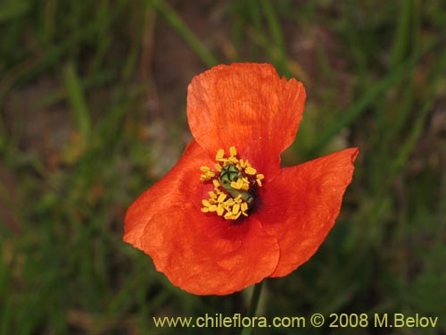Image of Papaver sp. #1121 (). Click to enlarge parts of image.