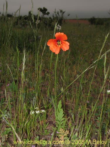 Image of Papaver sp. #1121 (). Click to enlarge parts of image.