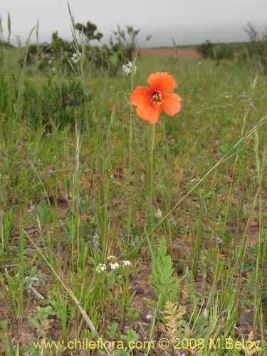 Image of Papaver sp. #1121 (). Click to enlarge parts of image.