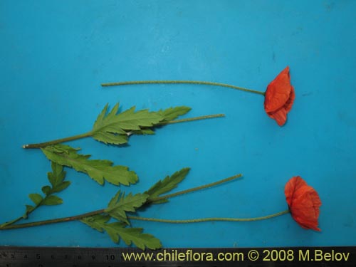 Image of Papaver sp. #1121 (). Click to enlarge parts of image.