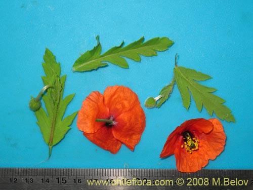 Image of Papaver sp. #1121 (). Click to enlarge parts of image.
