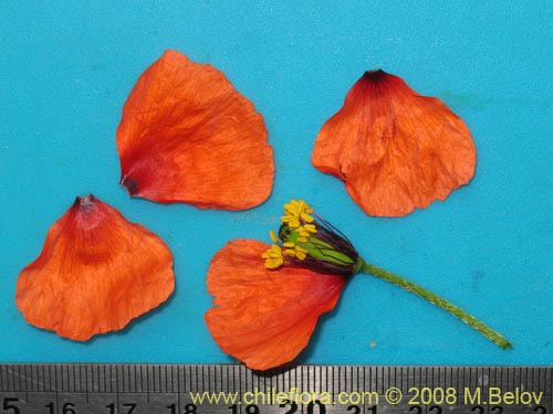 Image of Papaver sp. #1121 (). Click to enlarge parts of image.