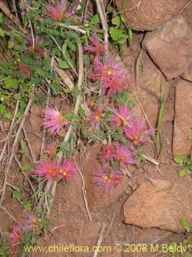 Image of Calliandra chilensis (Espino rojo). Click to enlarge parts of image.