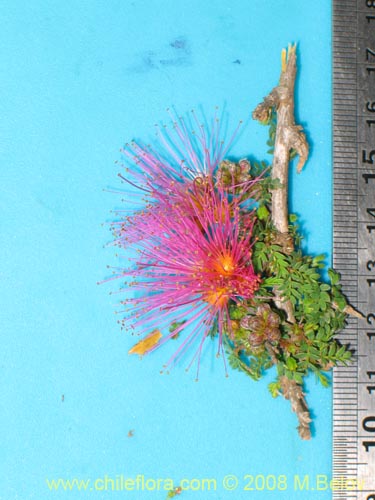 Imágen de Calliandra chilensis (Espino rojo). Haga un clic para aumentar parte de imágen.