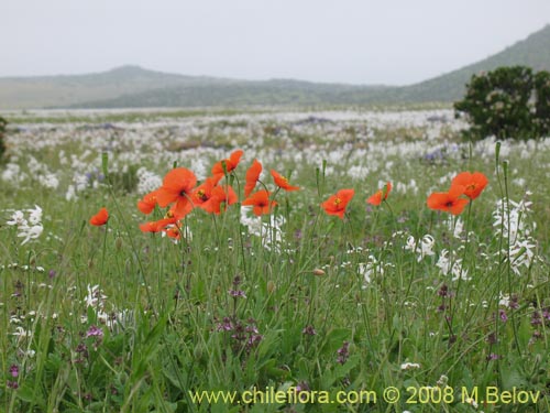 Image of Papaver sp. #1121 (). Click to enlarge parts of image.