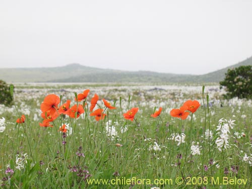 Image of Papaver sp. #1121 (). Click to enlarge parts of image.