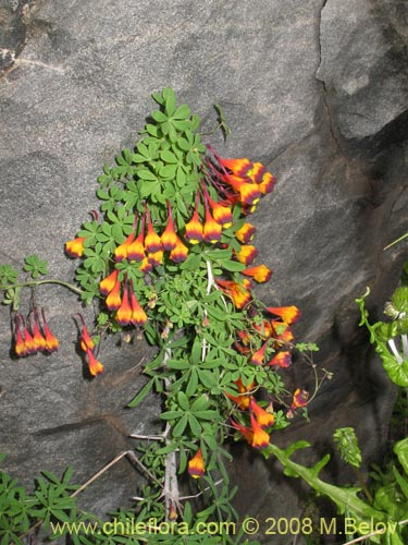 Tropaeolum tricolor의 사진