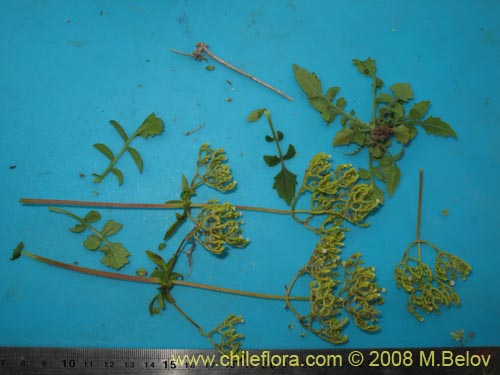 Image of Valeriana sp. #1381 (). Click to enlarge parts of image.