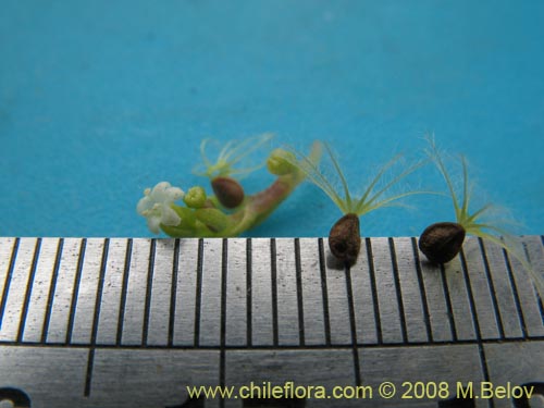 Image of Valeriana sp. #1381 (). Click to enlarge parts of image.