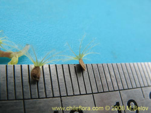 Image of Valeriana sp. #1381 (). Click to enlarge parts of image.