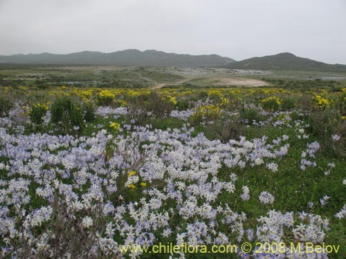 Image of Leucocoryne coquimbensis (). Click to enlarge parts of image.