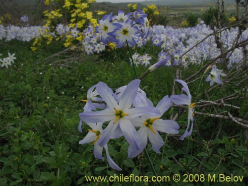 Image of Leucocoryne coquimbensis (). Click to enlarge parts of image.