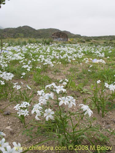Image of Zephyra elegans (). Click to enlarge parts of image.