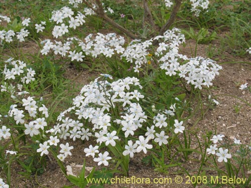 Image of Zephyra elegans (). Click to enlarge parts of image.