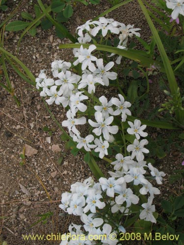 Image of Zephyra elegans (). Click to enlarge parts of image.