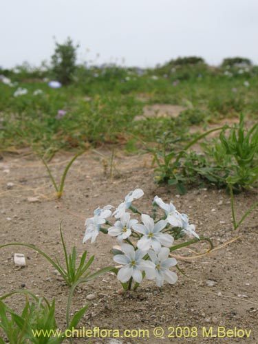 Image of Zephyra elegans (). Click to enlarge parts of image.