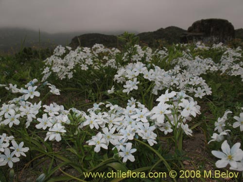 Image of Zephyra elegans (). Click to enlarge parts of image.