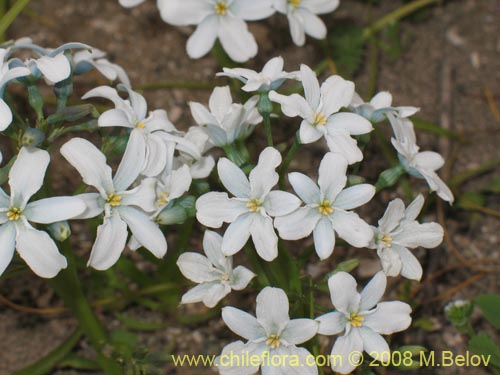 Image of Zephyra elegans (). Click to enlarge parts of image.