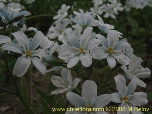 Image of Zephyra elegans (). Click to enlarge parts of image.