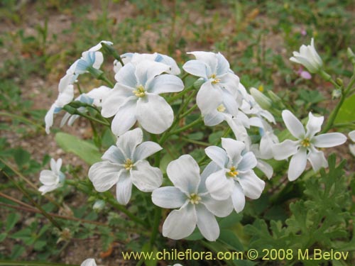 Image of Zephyra elegans (). Click to enlarge parts of image.