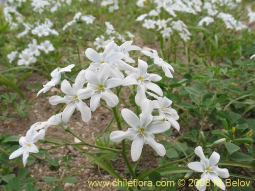 Image of Zephyra elegans (). Click to enlarge parts of image.