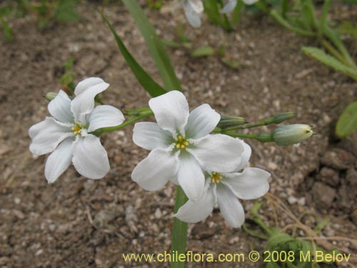 Image of Zephyra elegans (). Click to enlarge parts of image.