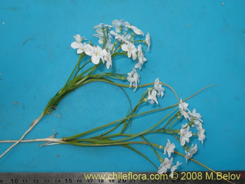 Image of Zephyra elegans (). Click to enlarge parts of image.