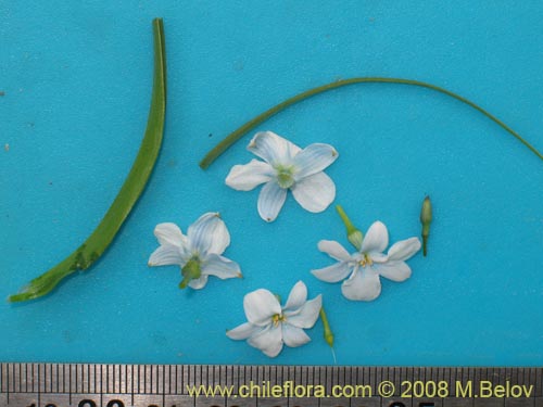 Image of Zephyra elegans (). Click to enlarge parts of image.