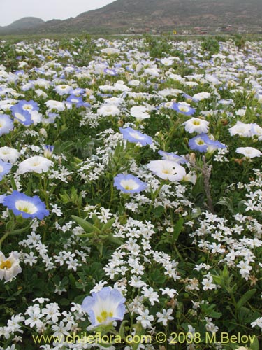 Image of Nolana baccata (). Click to enlarge parts of image.